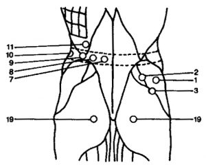 Lower Back Diagram