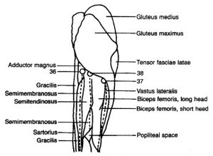 Upper Leg - Posterior View