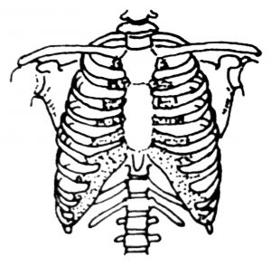 Bones of the Chest
