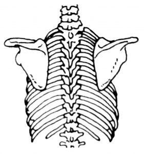 Bones of the Upper Back