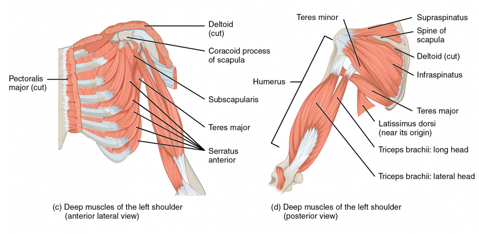 Human anatomy illustration - Shoulder Girdle - from HumanAnatomyLibrary.com
