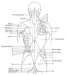 Torso Back View Torso Back View | Bonnie Prudden Educational Institute